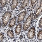 Nuclear Matrix Protein p84 Antibody in Immunohistochemistry (IHC)