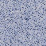 QKI Antibody in Immunohistochemistry (IHC)