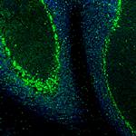 QKI Antibody in Immunohistochemistry (IHC)