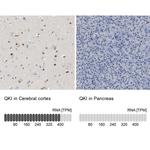 QKI Antibody