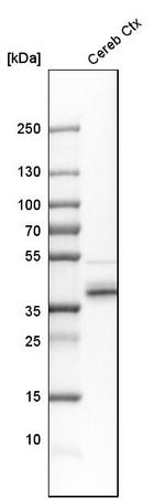 QKI Antibody in Western Blot (WB)