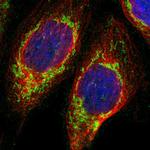 UQCRC2 Antibody in Immunocytochemistry (ICC/IF)