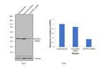 UQCRC2 Antibody in Western Blot (WB)