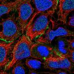 COBL Antibody in Immunocytochemistry (ICC/IF)