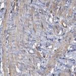 COBL Antibody in Immunohistochemistry (Paraffin) (IHC (P))