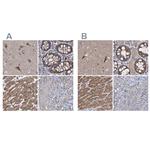 COBL Antibody in Immunohistochemistry (IHC)