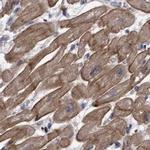 COBL Antibody in Immunohistochemistry (IHC)