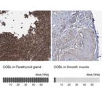 COBL Antibody