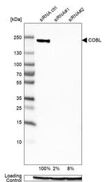 COBL Antibody in Western Blot (WB)