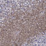 HCN1 Antibody in Immunohistochemistry (Paraffin) (IHC (P))