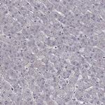 HCN1 Antibody in Immunohistochemistry (Paraffin) (IHC (P))