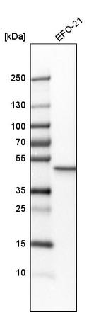 GDA Antibody in Western Blot (WB)