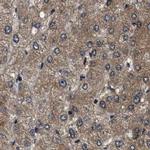 PPWD1 Antibody in Immunohistochemistry (IHC)