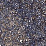 PPWD1 Antibody in Immunohistochemistry (IHC)