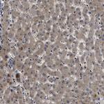 PPWD1 Antibody in Immunohistochemistry (IHC)