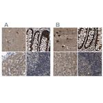 PPWD1 Antibody in Immunohistochemistry (IHC)