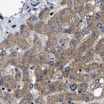 PPWD1 Antibody in Immunohistochemistry (IHC)