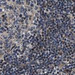 PPWD1 Antibody in Immunohistochemistry (IHC)