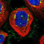 GCC1 Antibody in Immunocytochemistry (ICC/IF)