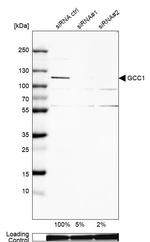 GCC1 Antibody