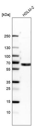 EOGT Antibody in Western Blot (WB)