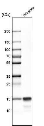 Defensin 6 Antibody in Western Blot (WB)