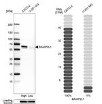 BAIAP2L1 Antibody in Western Blot (WB)