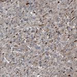 RFFL Antibody in Immunohistochemistry (Paraffin) (IHC (P))