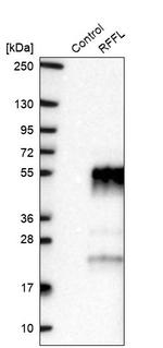 RFFL Antibody in Western Blot (WB)