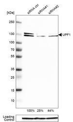 UPF1 Antibody