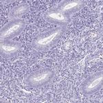 DAZL Antibody in Immunohistochemistry (IHC)