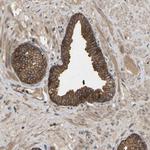 EDG4 Antibody in Immunohistochemistry (Paraffin) (IHC (P))