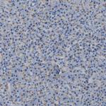 CANT1 Antibody in Immunohistochemistry (IHC)