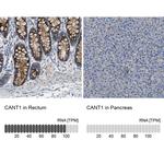 CANT1 Antibody