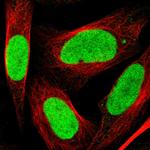 PSIP1 Antibody in Immunocytochemistry (ICC/IF)