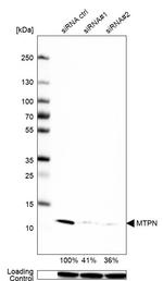 Myotrophin Antibody in Western Blot (WB)