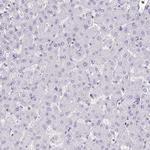 MYL2 Antibody in Immunohistochemistry (Paraffin) (IHC (P))