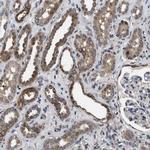 C7orf20 Antibody in Immunohistochemistry (IHC)