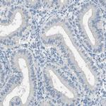 DAZL Antibody in Immunohistochemistry (Paraffin) (IHC (P))