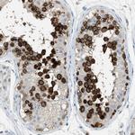 DAZL Antibody in Immunohistochemistry (Paraffin) (IHC (P))