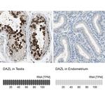 DAZL Antibody