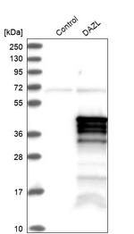 DAZL Antibody in Western Blot (WB)