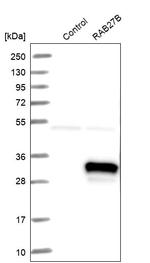 RAB27B Antibody in Western Blot (WB)