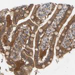 TPMT Antibody in Immunohistochemistry (Paraffin) (IHC (P))