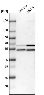 WIPI2 Antibody in Western Blot (WB)