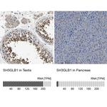 Bif1 Antibody in Immunohistochemistry (IHC)