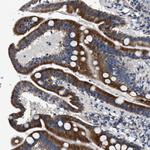 DNAJC24 Antibody in Immunohistochemistry (Paraffin) (IHC (P))