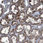 DNAJC24 Antibody in Immunohistochemistry (Paraffin) (IHC (P))