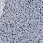 DNAJC24 Antibody in Immunohistochemistry (Paraffin) (IHC (P))