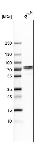 TRIM29 Antibody in Western Blot (WB)